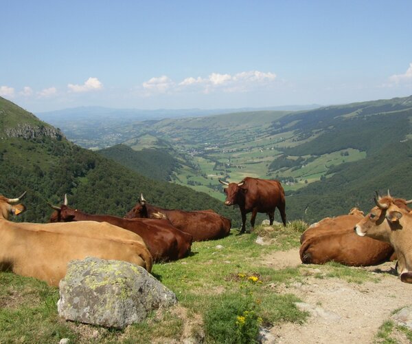 Vaches au col du Pas de Peyrol , au pied du Puy Mary