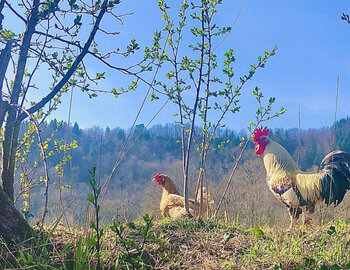 Les poules