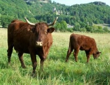 Vache salers et son veau