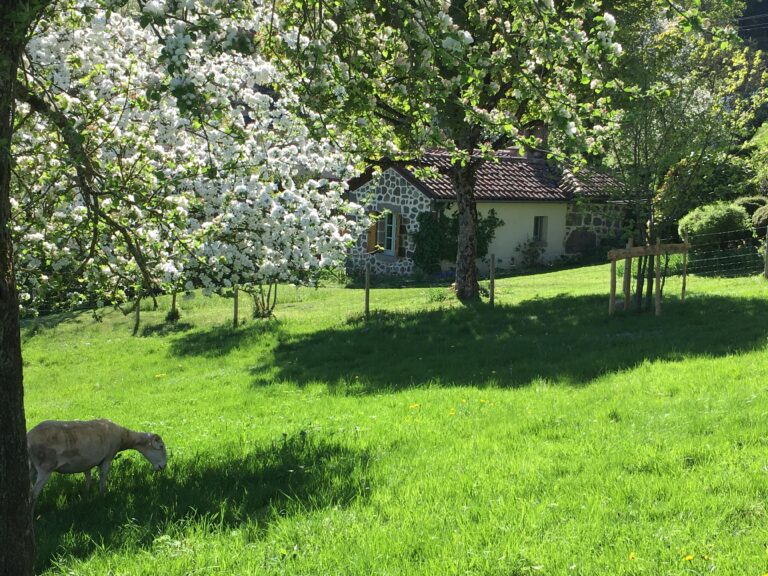 Fourniou pommiers en fleurs