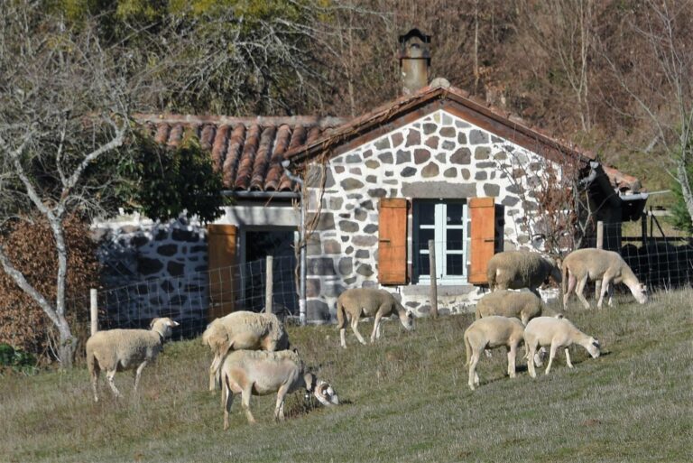 moutons fourniou M Mars