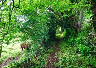 sentier vers Meymac